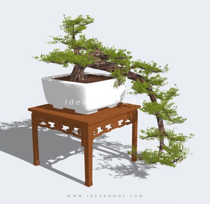 中式造型松盆景丨