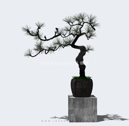 中式植物造型松盆栽盆景丨