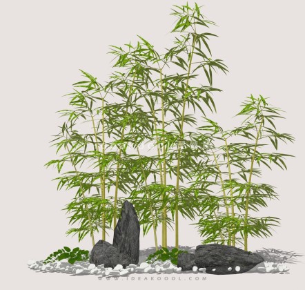 竹子景观石头组景丨