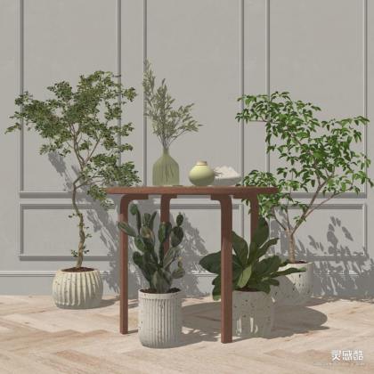 盆栽花瓶绿植 仙人掌丨