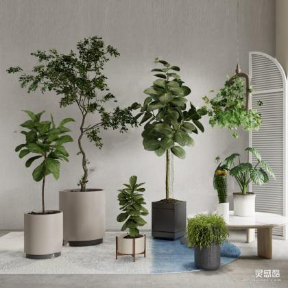 盆栽绿植丨