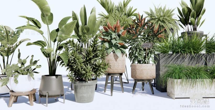 盆栽绿植丨
