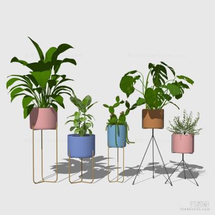 盆栽绿植丨