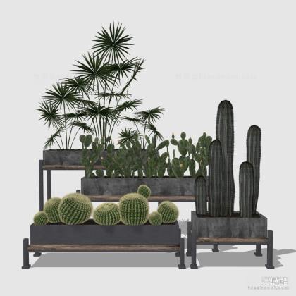 盆栽绿植 仙人掌丨