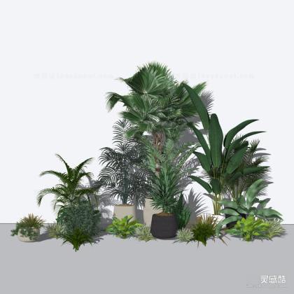 盆栽绿植丨