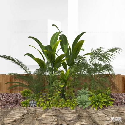 景观植物 灌木丛丨