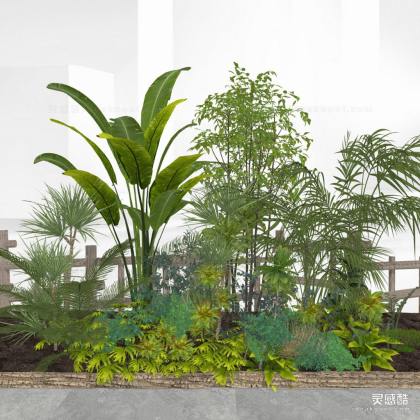 景观植物 灌木丛丨