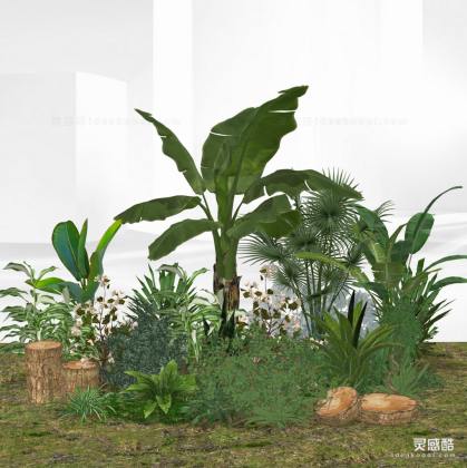 景观植物 灌木丛丨