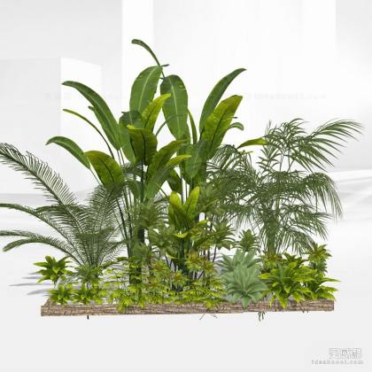 景观植物 灌木地被丨