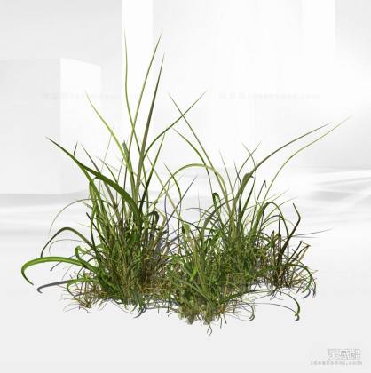 灌木地被草丛丨