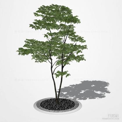 树篦子 植物丨