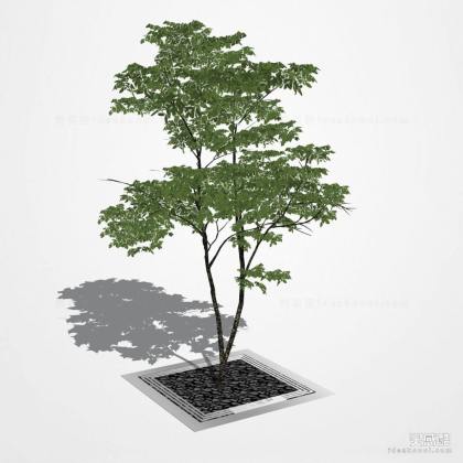植物 树篦子丨
