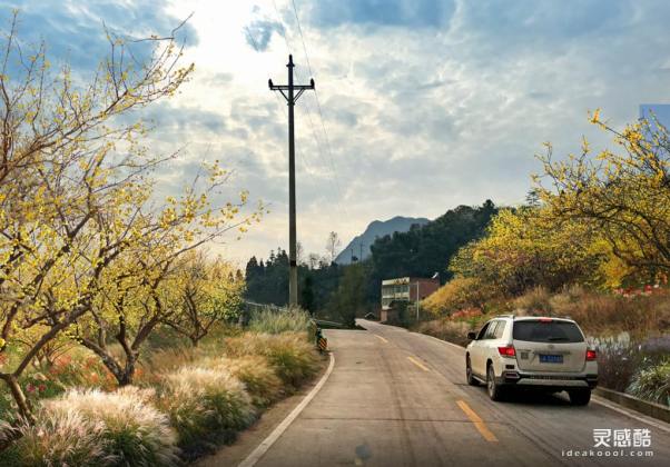 道路花境绿化效果图丨