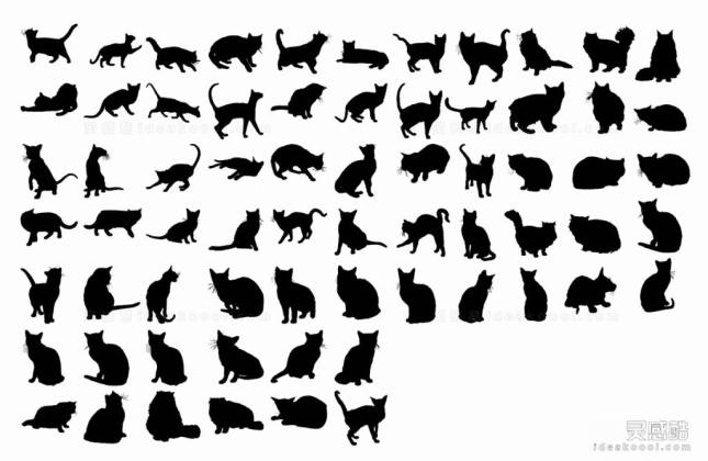 宠物猫咪 动物剪影丨