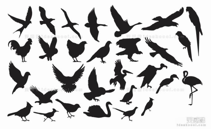老鹰 鸽子 公鸡母鸡 火烈鸟 鹦鹉 大雁 鸭子 鸟类动物剪影丨