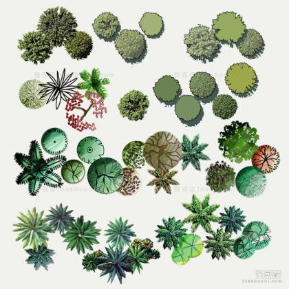 平面图植物丨