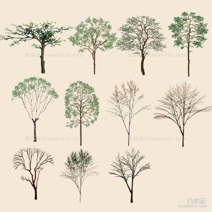 乔木 立面植物丨