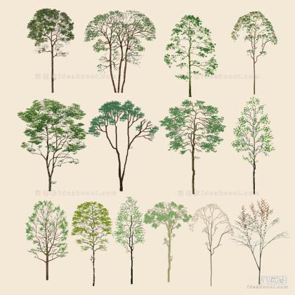 乔木 立面植物丨