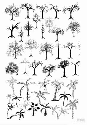 椰子树 枯树 植物剪影丨