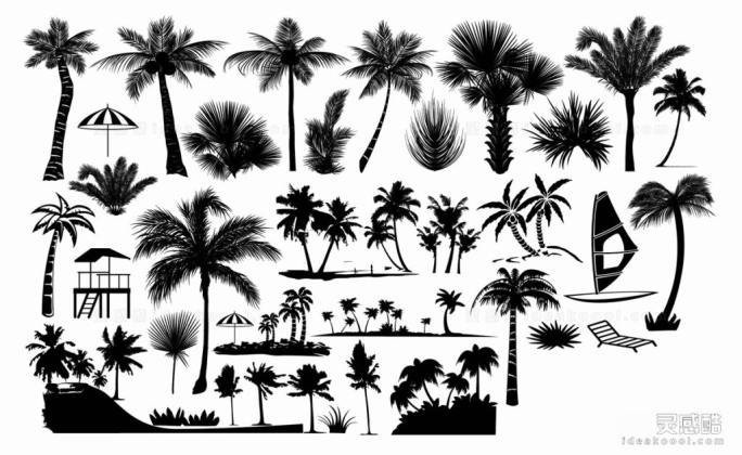椰子树 植物剪影丨
