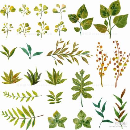 植物叶子丨