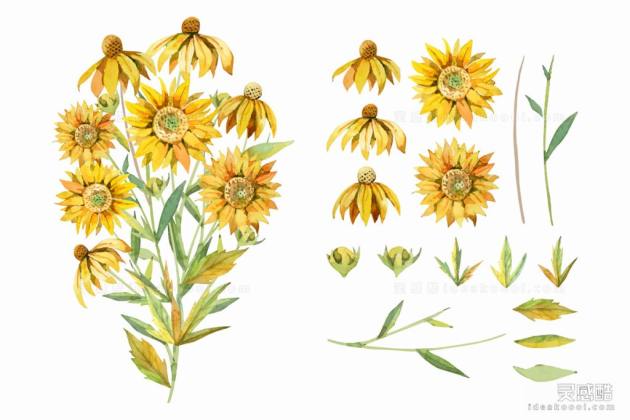 水池风植物花卉丨