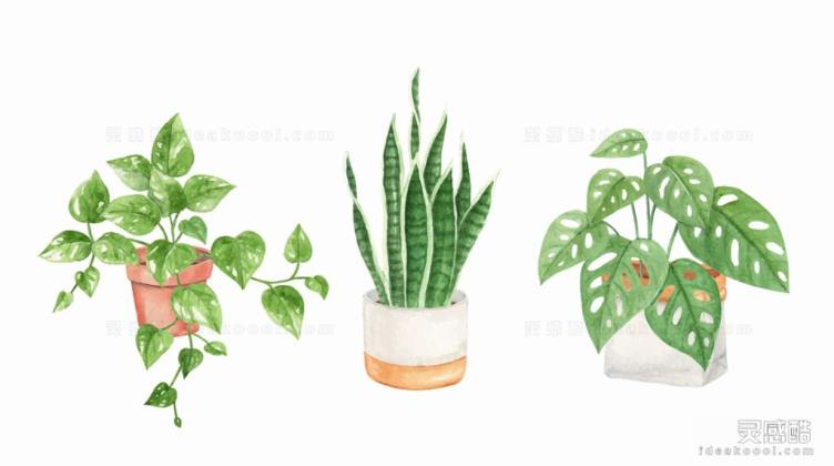水彩风盆栽植物丨