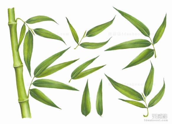 水彩风竹子植物丨