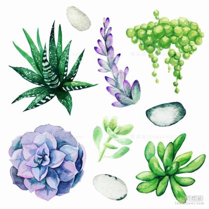 水彩风多肉植物丨
