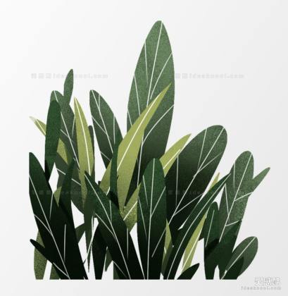 插画风植物丨