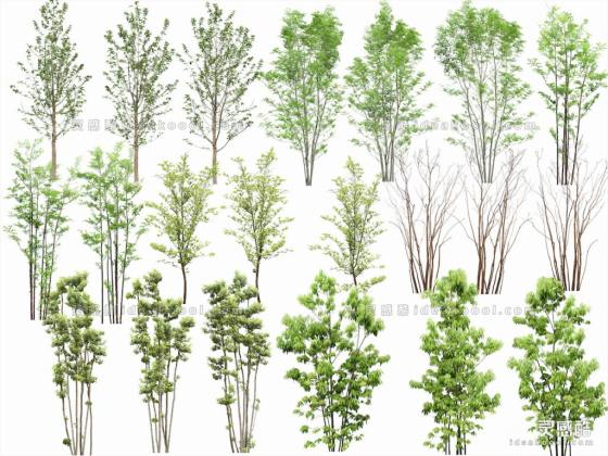 效果图植物 灌木丨