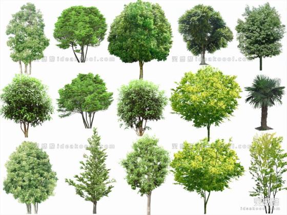 效果图植物 乔灌木丨