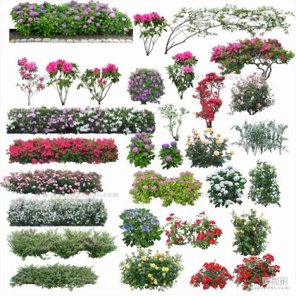 效果图植物丨