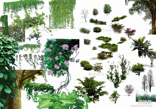 效果图植物丨