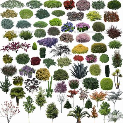 效果图植物 灌木球a丨