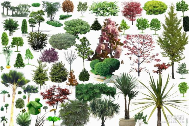 效果图植物丨