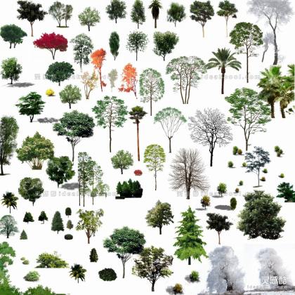 效果图植物 乔木a丨