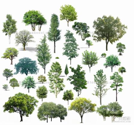 效果图植物 乔木a丨