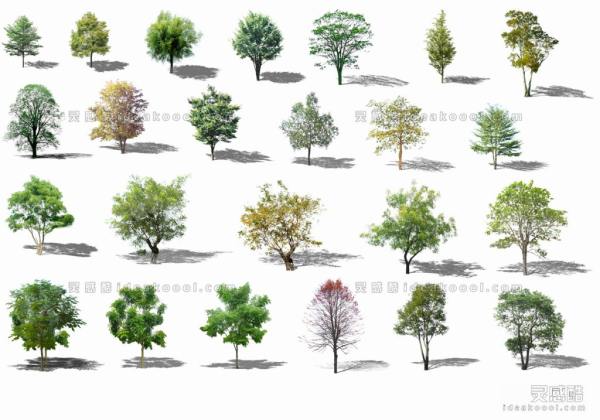 效果图植物 乔木a丨