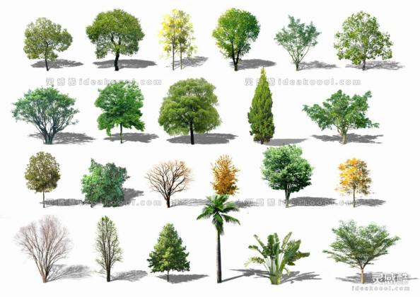 效果图植物 乔木a丨