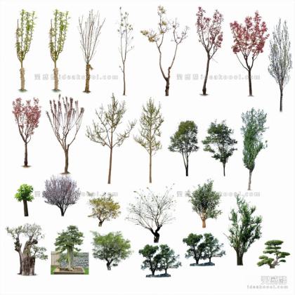 效果图植物 乔木a丨