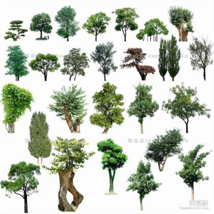 效果图植物 乔木a丨