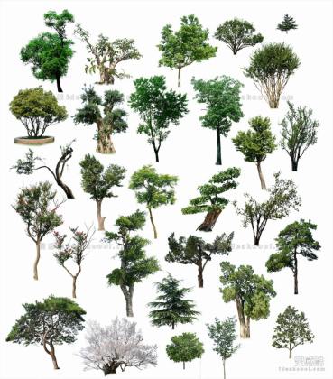效果图植物 乔木a丨
