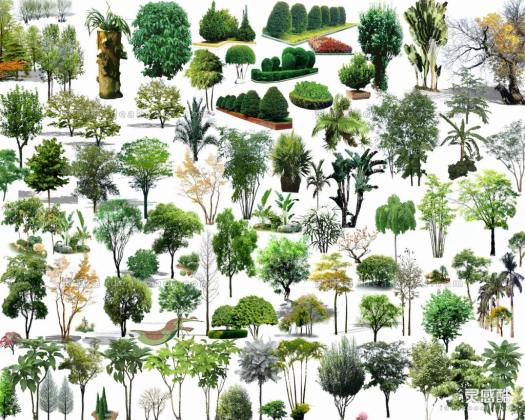 效果图植物丨