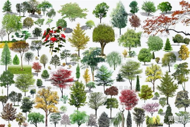 效果图植物 乔木a丨