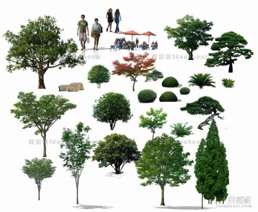效果图植物 乔木a丨