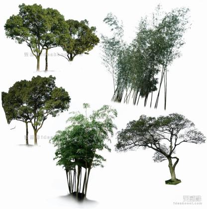 效果图植物 乔木a丨