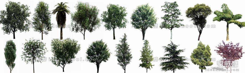 效果图植物 乔木a丨