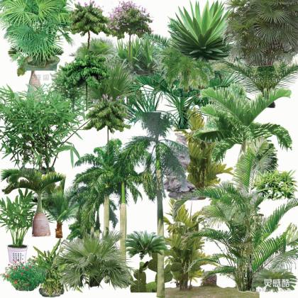 效果图植物 棕榈树丨