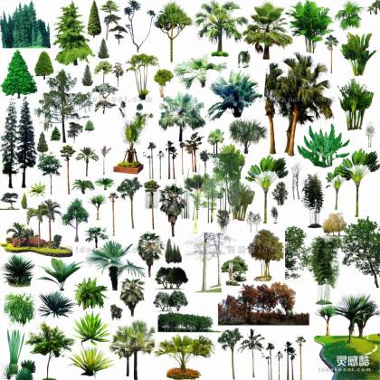 效果图植物 棕榈植物丨